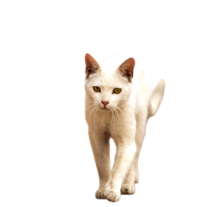 A White Stray Cat Walking On An Urban Sidewalk With Focused Eyes. 19409 - Cat PNG image with transparent background